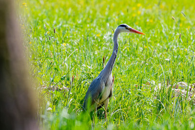 24042020_reeuwijkse_hout