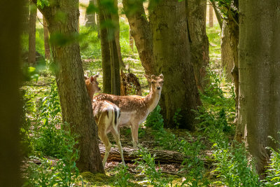 23052020_amsterdamse_waterleidingduinen