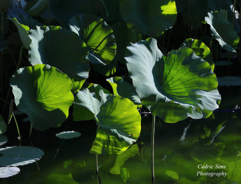  Lotus Pads