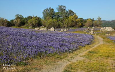  Folsom Lake Lupines 