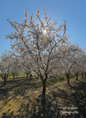 Almond Blossoms 2022