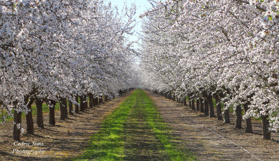  Almond Blossoms 2022