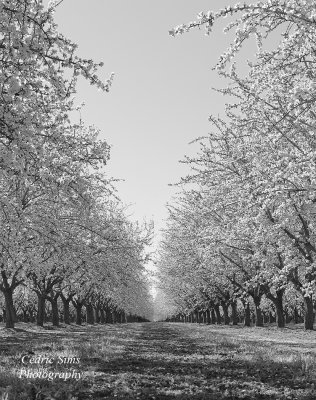   Almond Blossoms 2022