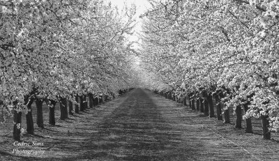   Almond Blossoms 2022