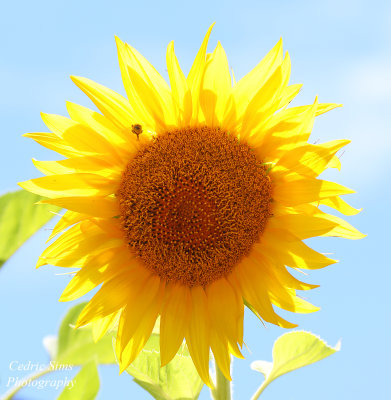  Sunflowers 2022