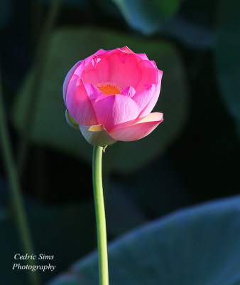 Lotus Flower