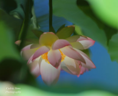  Lotus Reflection