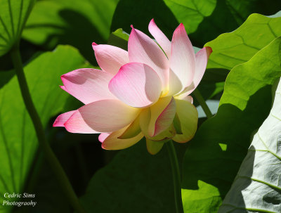 Lotus Flower 