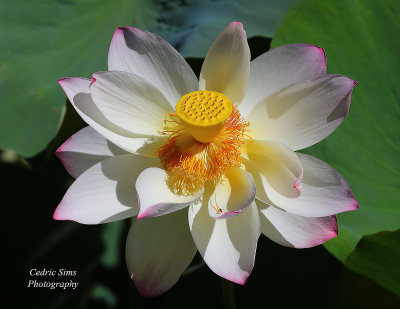   Lotus Flower