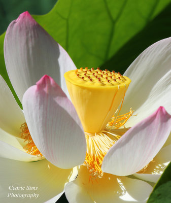   Lotus Flower