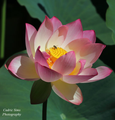 Lotus Flower