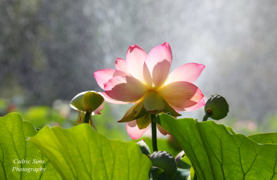  Lotus Flower 