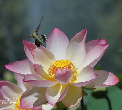 Lotus Flower & Humming Bird