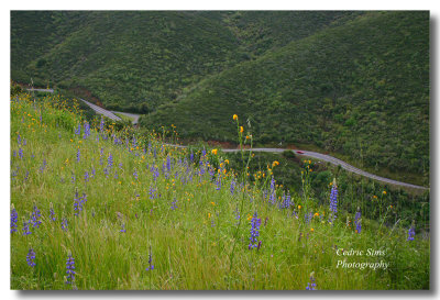 Highway Wild Flowers