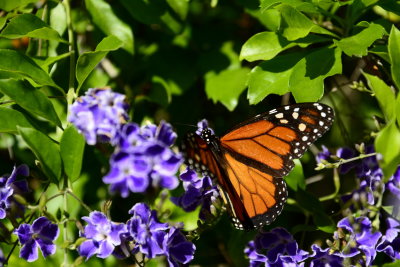 Backyard Butterfly