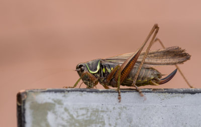 Butterflies, Moths and Insects