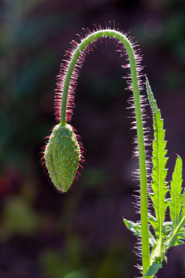 Hairy Poppy bud