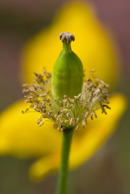 A Poppy seed head