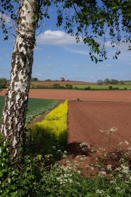 Fields near Tivvy canal