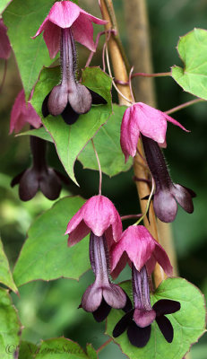 Purple Bell Vine - Rhodochiton atrosanguineum S18 #7639