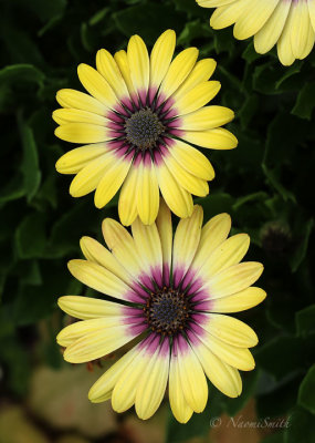 Osteospermum ecklonis cultivar S18 #7803