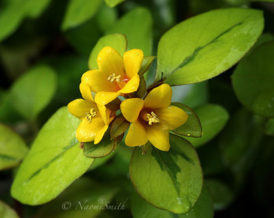 Lysimachia Waikiki Sunset S18 #7859