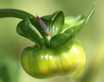 Graphocephala coccinea on dahlia bud S18 #7781
