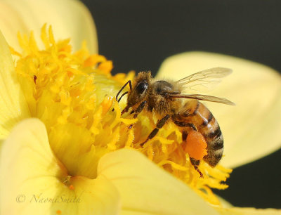 Honey Bee - Apis mellifera on Cosmos S17 #7466