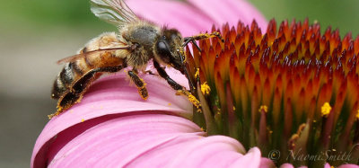 Honey Bee - Apis mellifera JL18 #9669