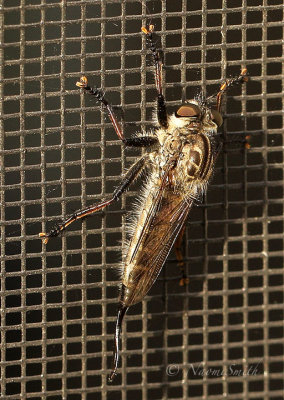  Robber fly - Efferia on screen door JL17 #0471