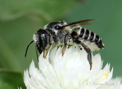 Megachile AU18 #2951