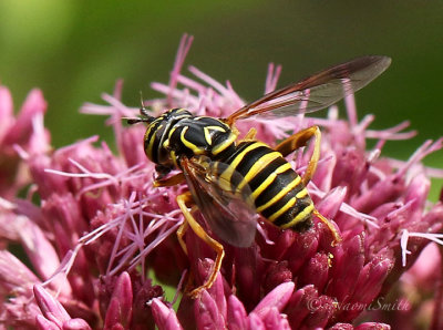 Spilomyia longicornis AU18 #4676 