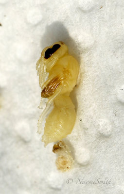 Ancistrocerus larvae MY18 #8780