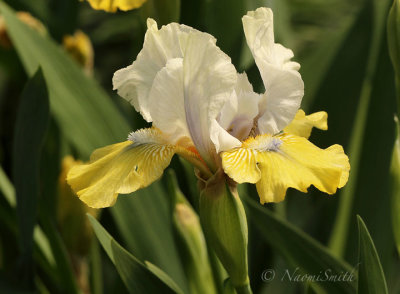 Iris Double Your Fun MY18 #6219