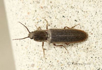Sylvanelater cylindriformis AP19 #919