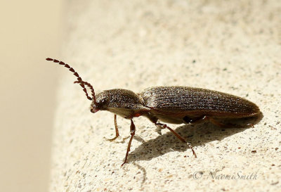Sylvanelater cylindriformis AP19 #911