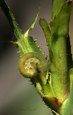 Rose Sawfly JN18 #5107