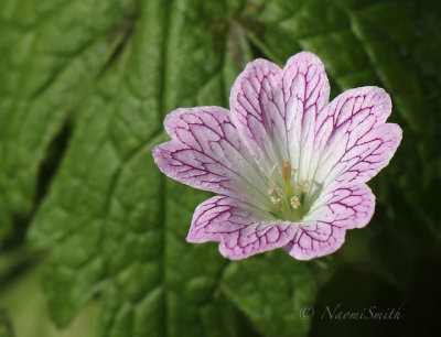 Geranium versicolor JN18 #5223