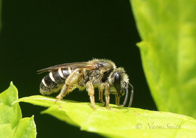 Halictus rubicundus JN18 #4423