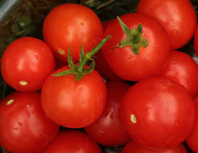 Tomatoes Tiny Tim AU19 #2441