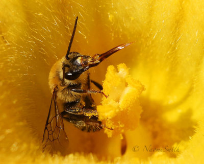 Squash Bee AU19 #1938