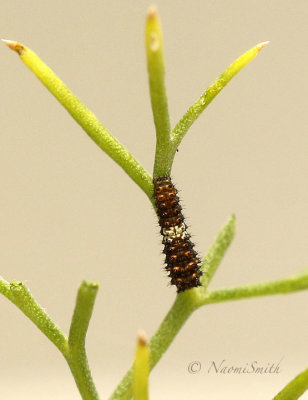 Eastern Black  Swallowtail Larvae AU19 #2022