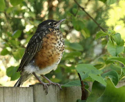 American Robin JN19 #7406