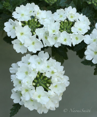 Verbena JN19 #7423