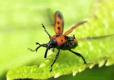 Cocklebur Weevil JN18 #9704