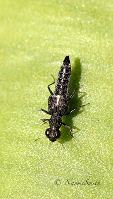 Stenus sp. MY19 #1606