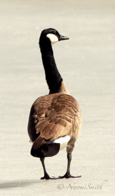 Ducks Geese & Swans