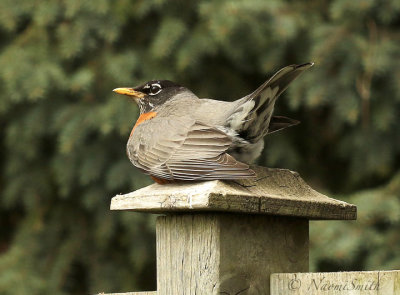 American Robin MY19 #2287