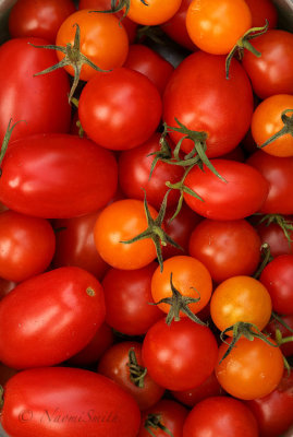Tomatoes O19 #8146