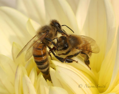 Honey Bees - Apis mellifera- in Dahlia Blossom O19 #8100